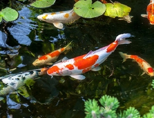 Koi Fish Cost