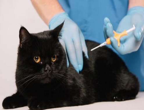 Cat Microchipping Cost