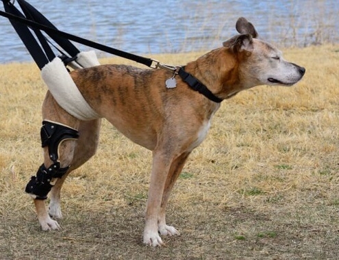 Cruciate Ligament Dog Surgery Cost